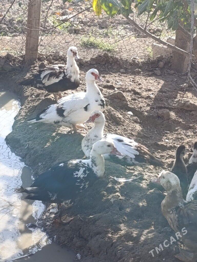 induwatka - Ашхабад - img 5