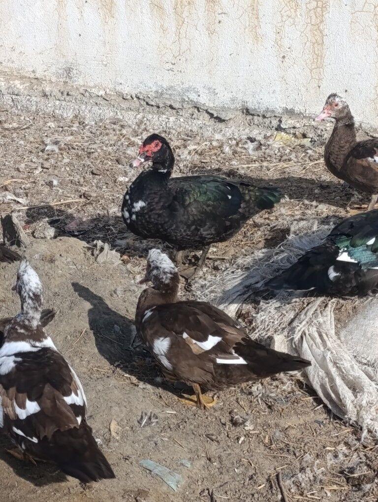 induwatka - Ашхабад - img 4