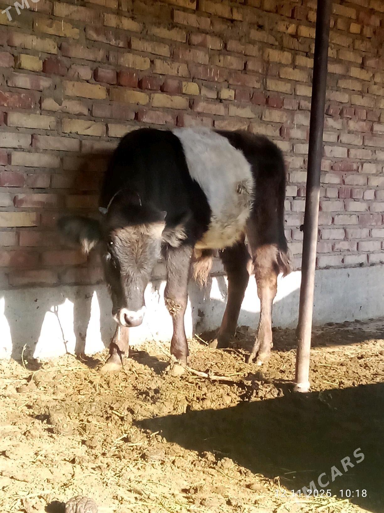 Tohum Öküz Gibrit 8 aýynda - Гёкдепе - img 8