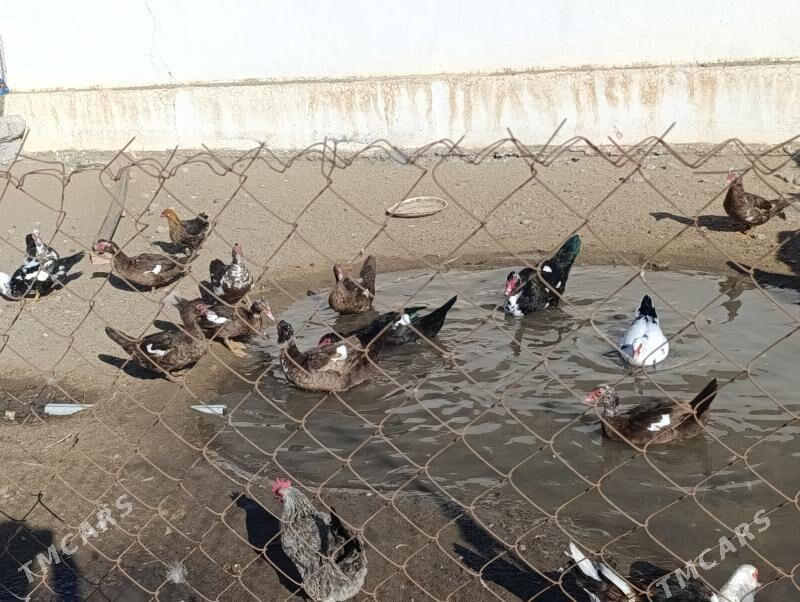 induwatka - Ашхабад - img 2