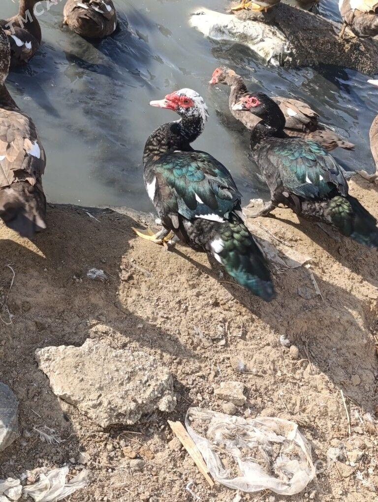 induwatka - Ашхабад - img 3