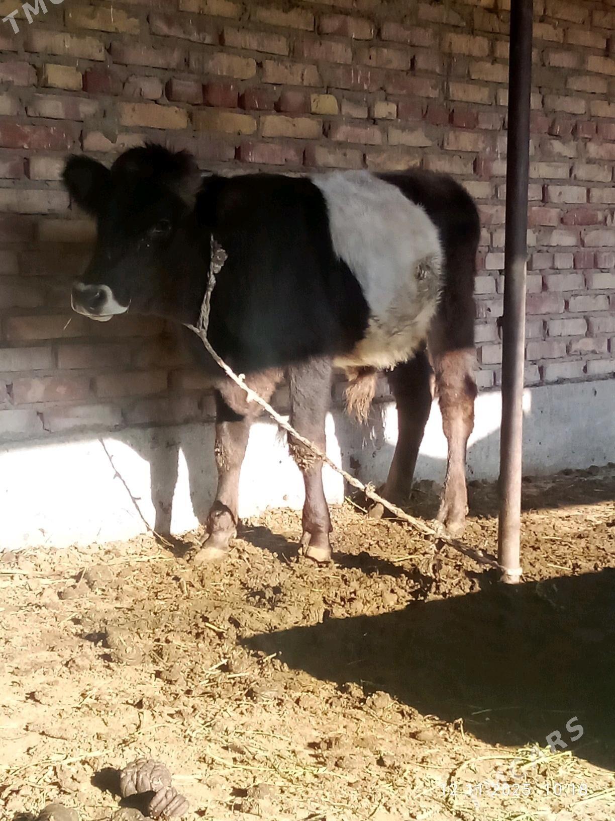 Tohum Öküz Gibrit 8 aýynda - Гёкдепе - img 10