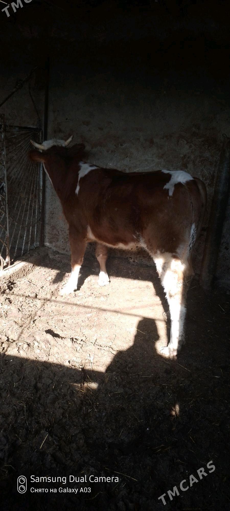 simetan tuwe - Гёкдепе - img 4