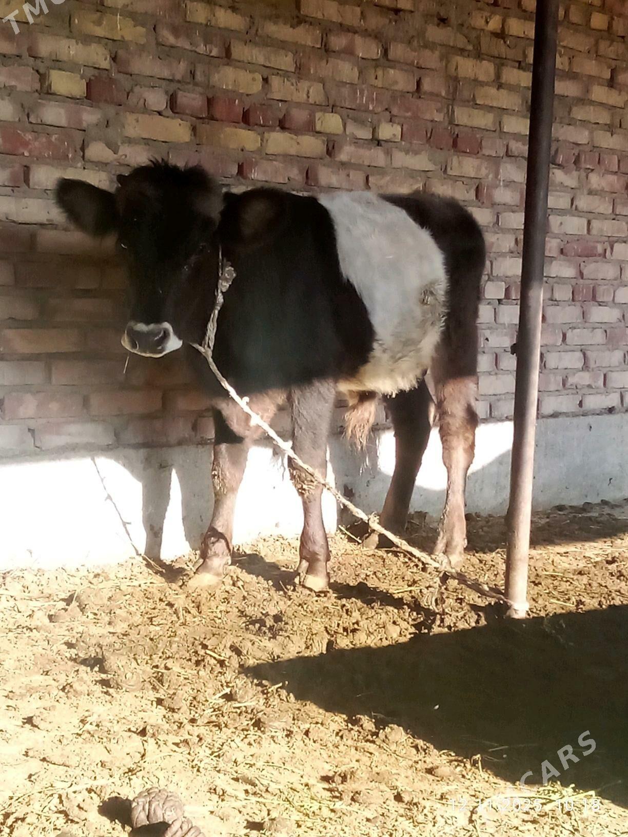 Tohum Öküz Gibrit 8 aýynda - Гёкдепе - img 9