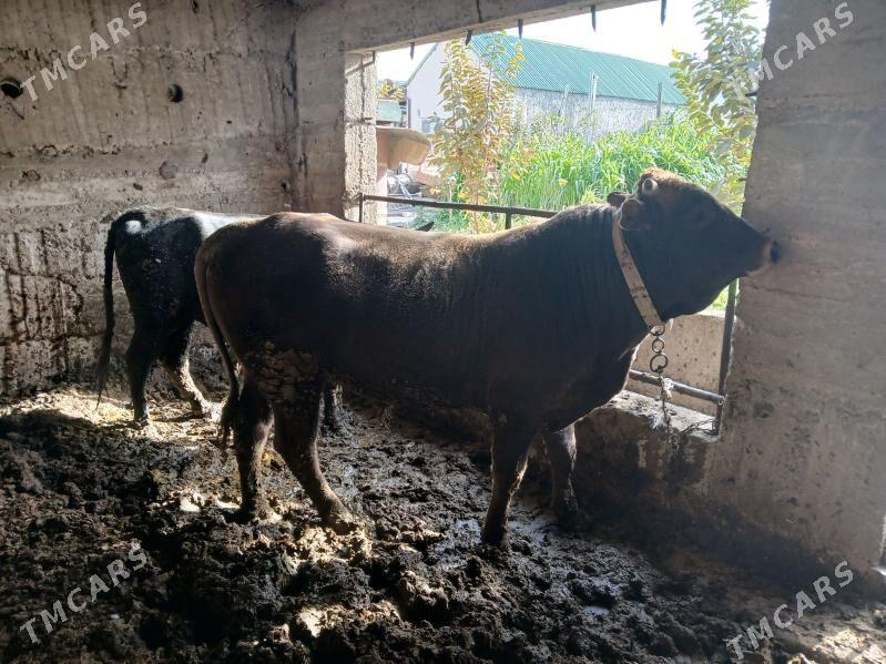 Okuz - Aşgabat - img 2