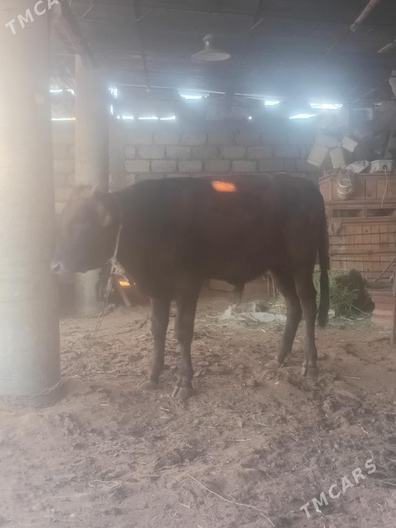 öküz - Ýaşlyk - img 2