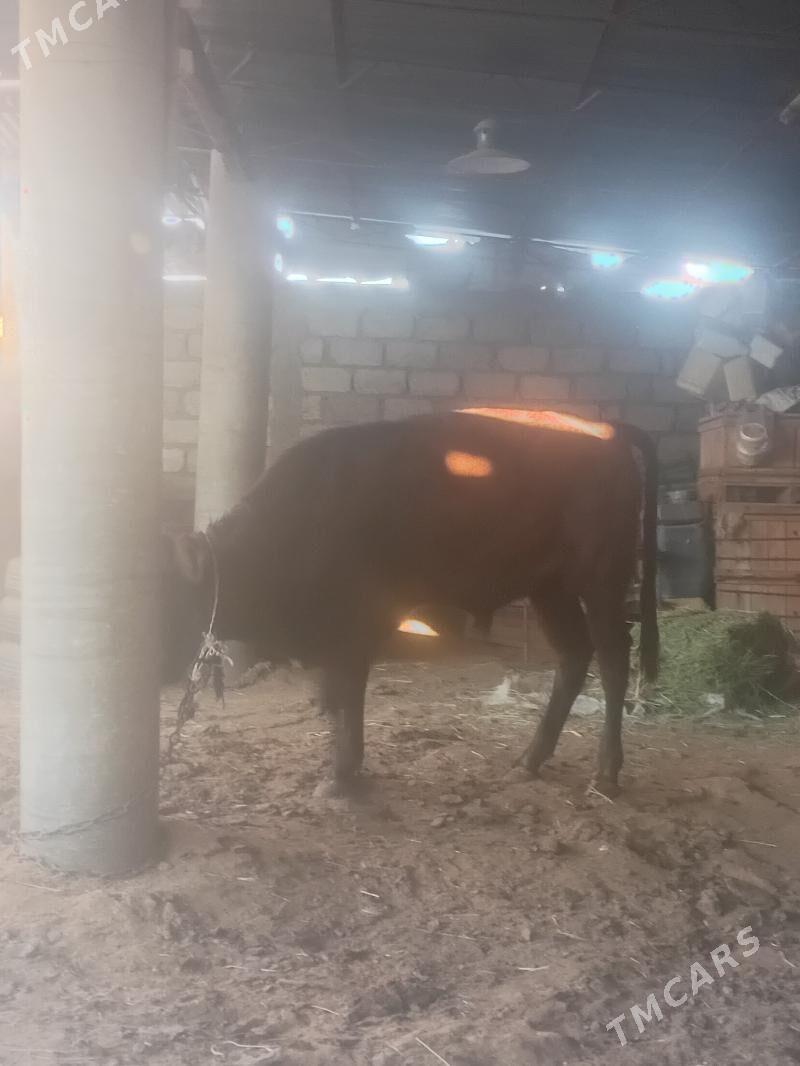 öküz - Ýaşlyk - img 3