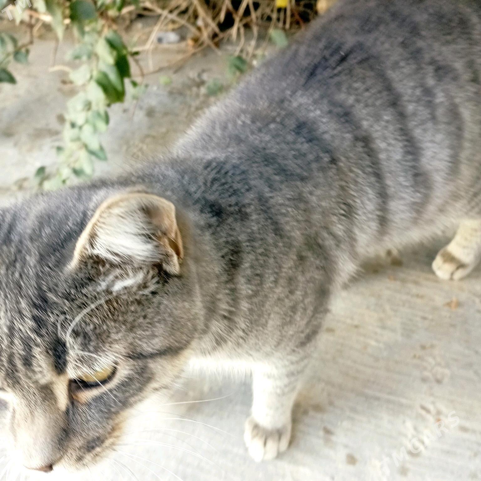 кошка - Mary - img 2