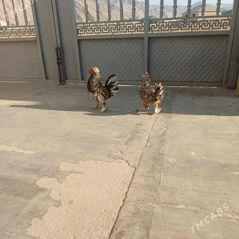 karlik - Balkanabat - img 2