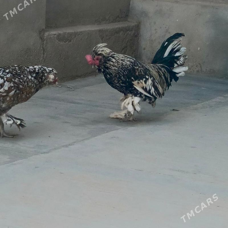 karlik - Balkanabat - img 6