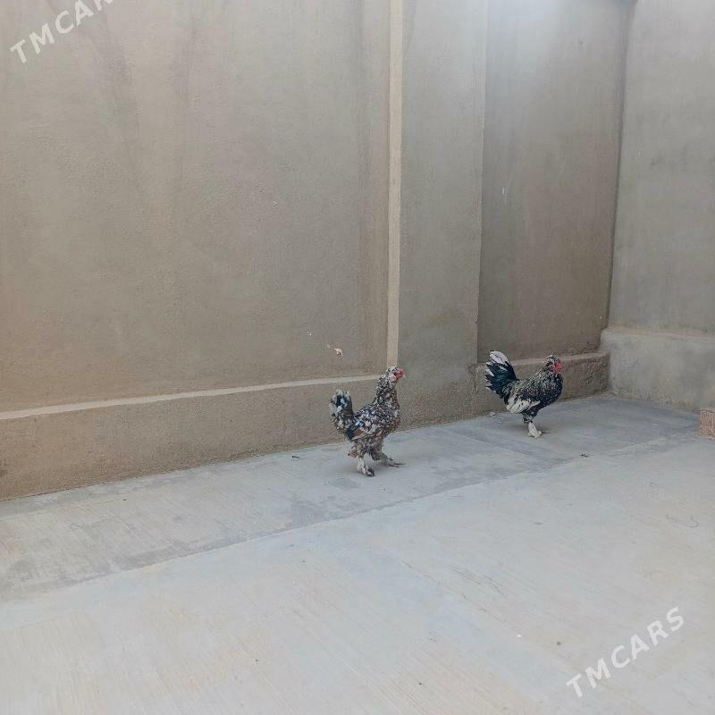 karlik - Balkanabat - img 5