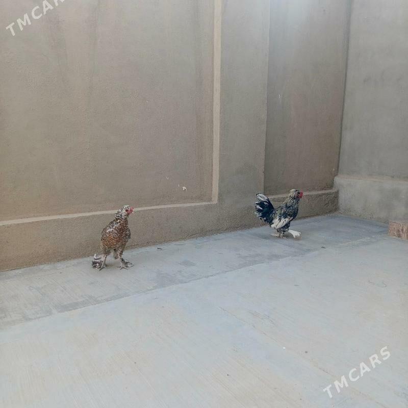 karlik - Balkanabat - img 4