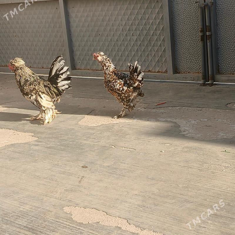 karlik - Balkanabat - img 1