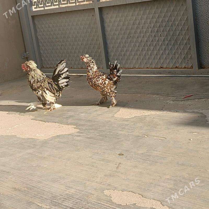 karlik - Balkanabat - img 3