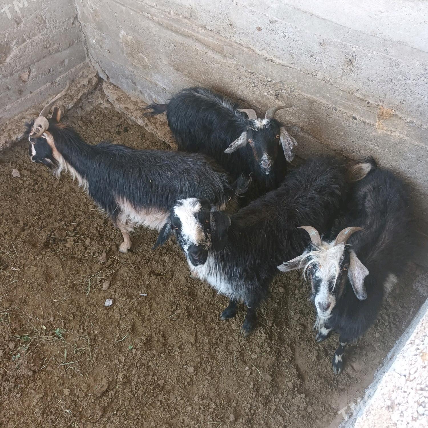 Geci - Gökdepe - img 2