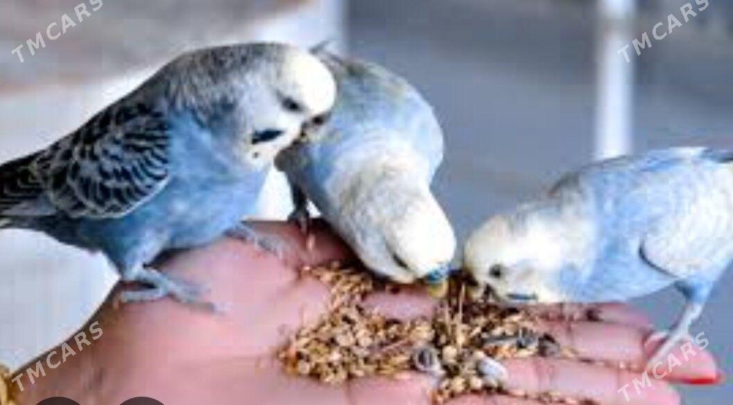 Popugay gus imleri setklary - Ашхабад - img 3