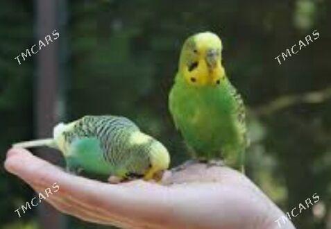 Popugay gus imleri setklary - Ашхабад - img 5