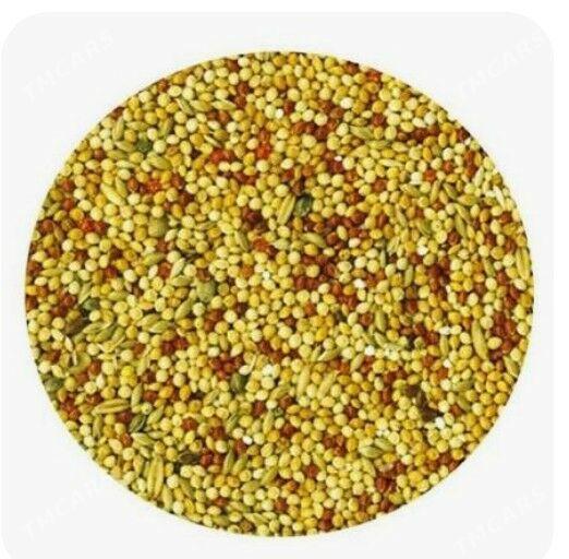 Popugay gus imleri setklary - Ашхабад - img 1