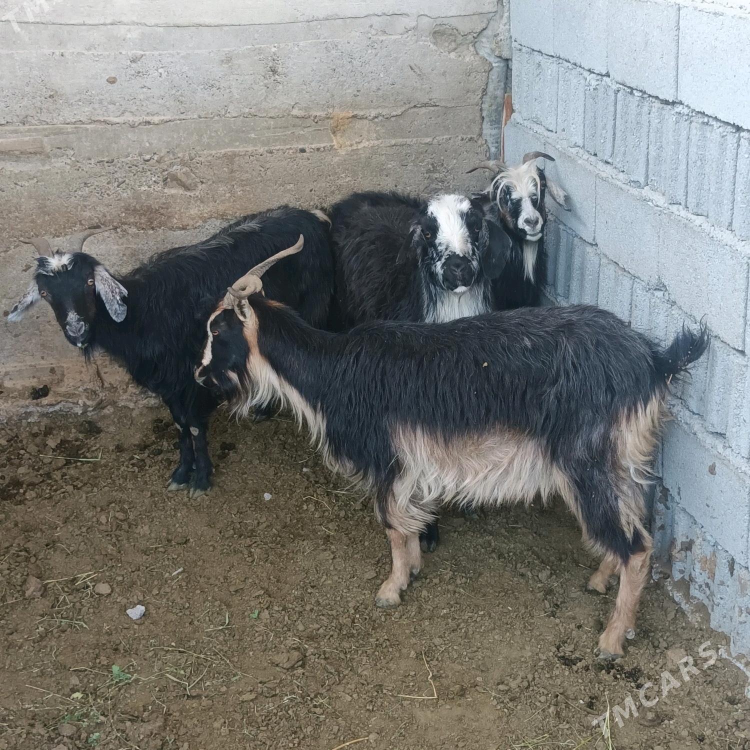 Geci - Gökdepe - img 3