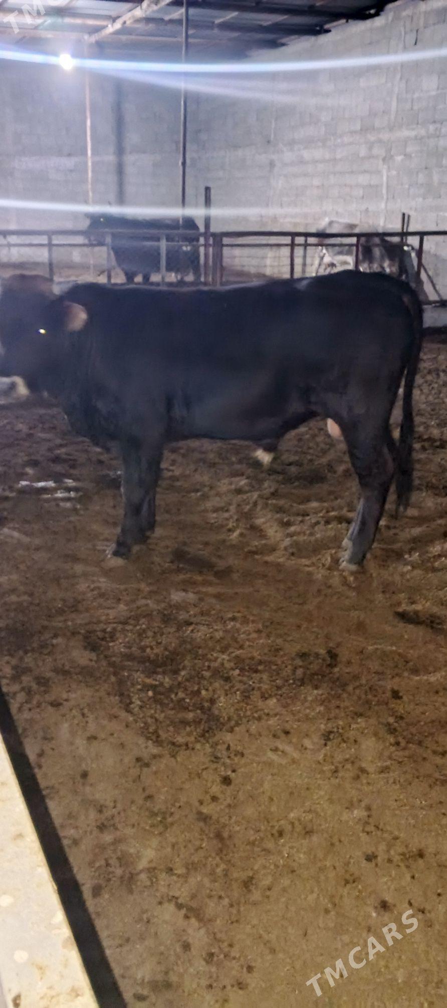 öküz - Kaka - img 2