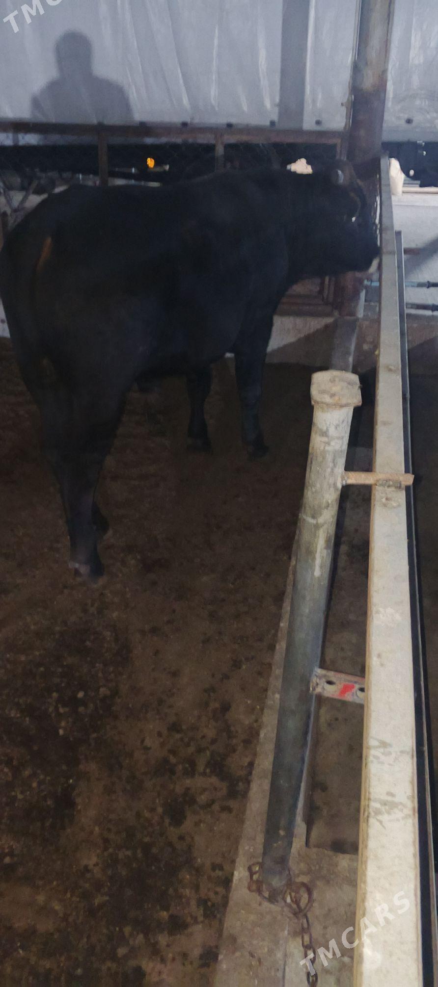 öküz - Kaka - img 3