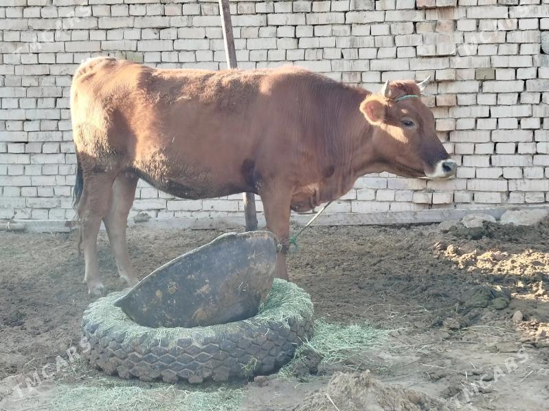 tuwe - Ашхабад - img 1