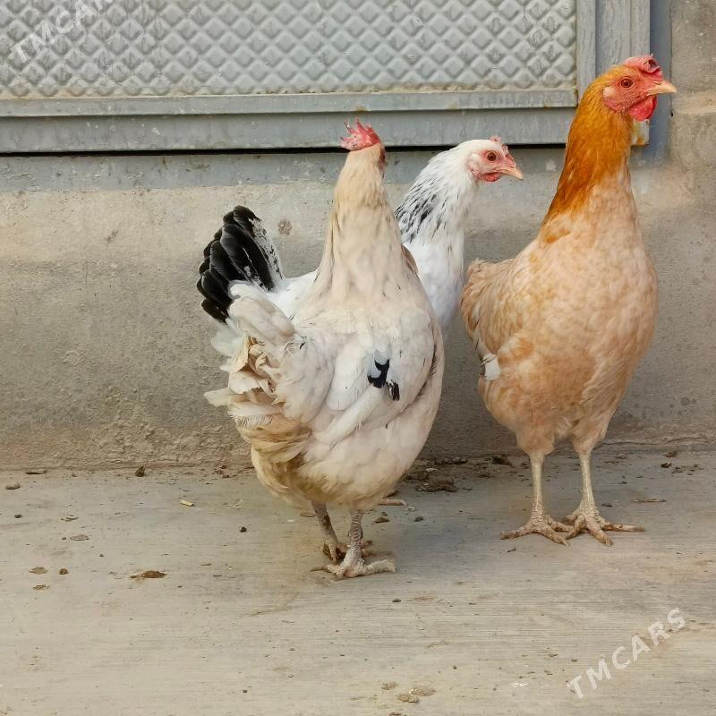 towuk - Balkanabat - img 2