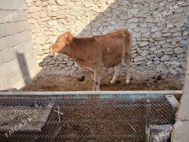 tùwe - Гызыларбат - img 1