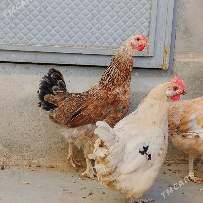 towuk - Balkanabat - img 3