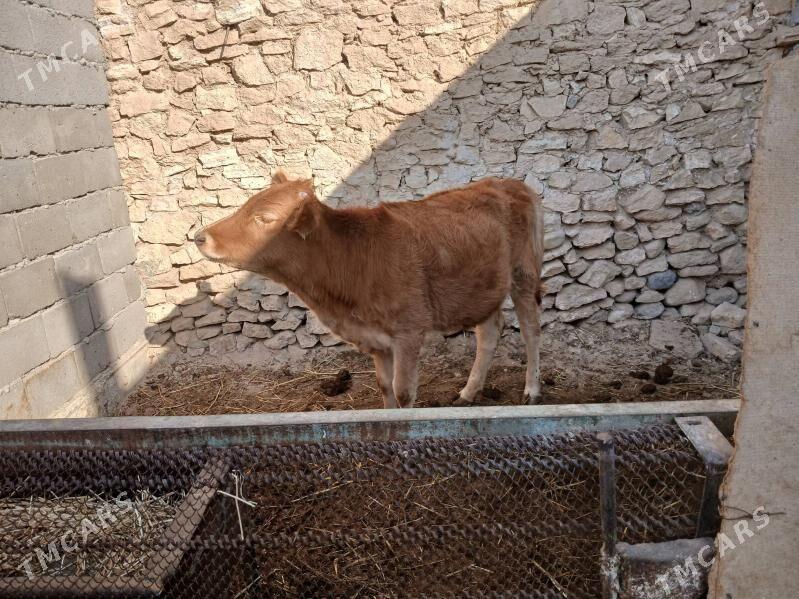 tùwe - Гызыларбат - img 2