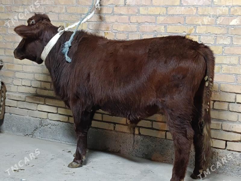 OKUZLER - Туркменабат - img 3