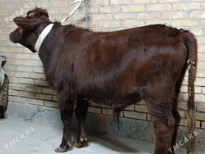 OKUZLER - Туркменабат - img 2