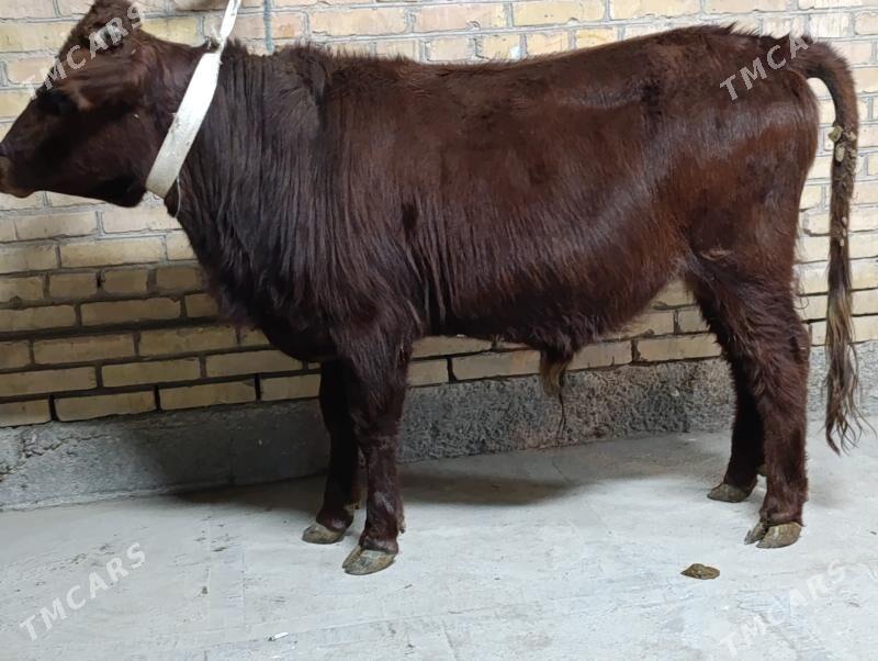 OKUZLER - Туркменабат - img 4