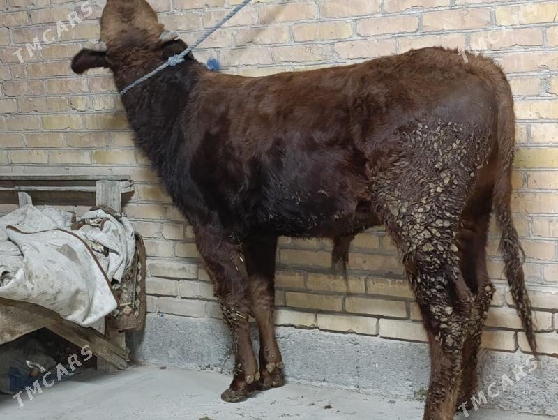 OKUZLER - Туркменабат - img 6