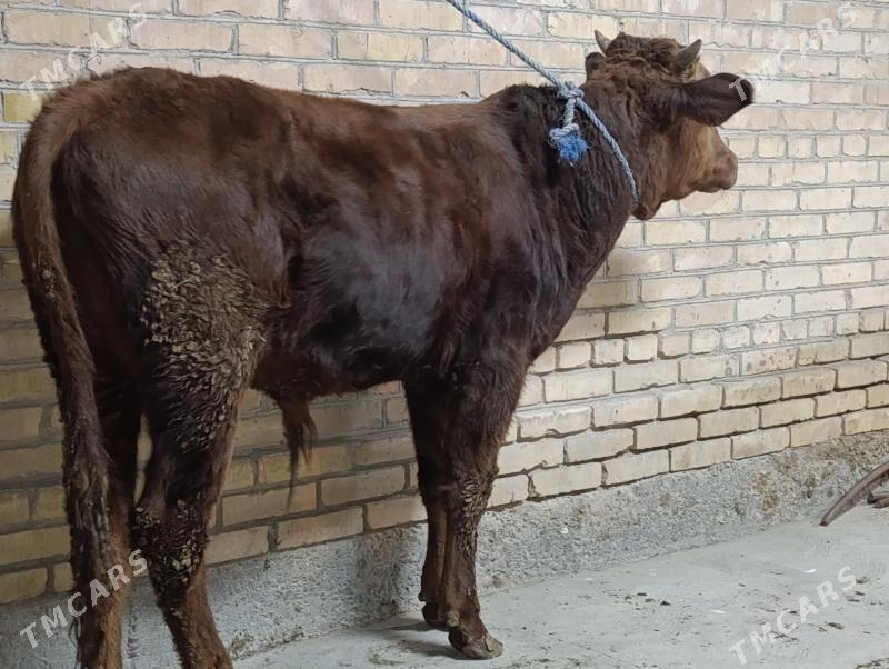 OKUZLER - Туркменабат - img 5