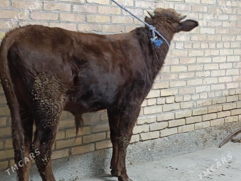 OKUZLER - Туркменабат - img 7