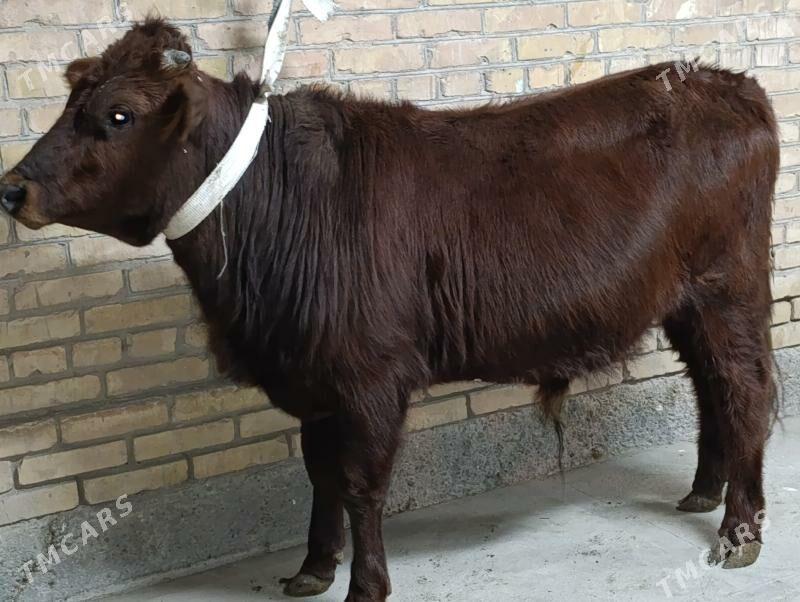 OKUZLER - Туркменабат - img 1