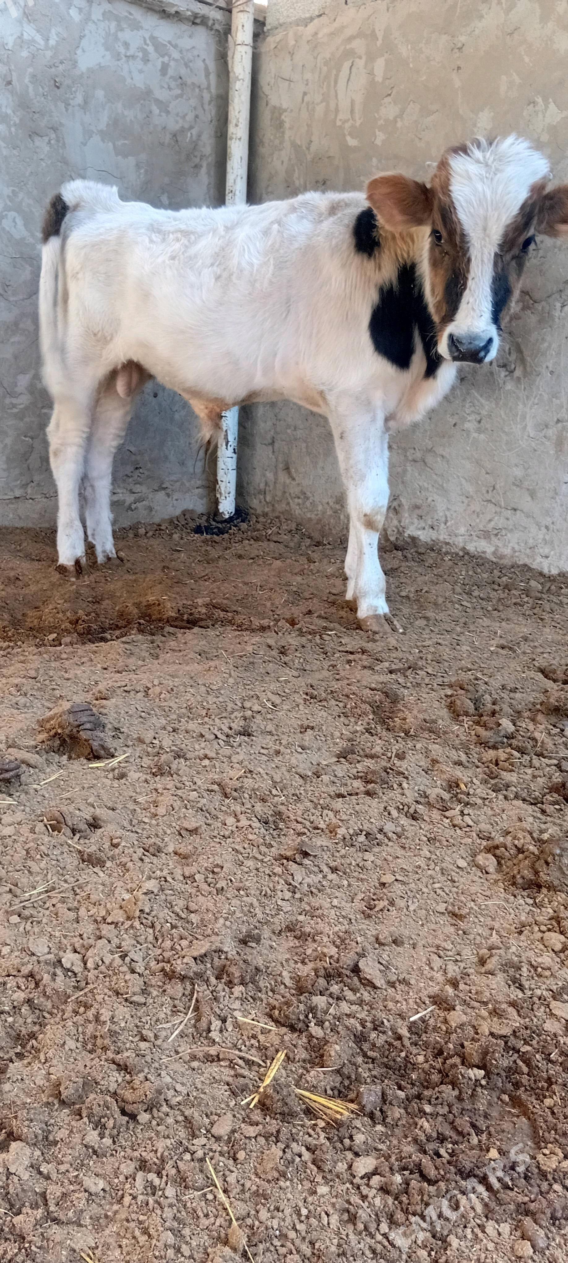 tohum öküz - Bäherden - img 2