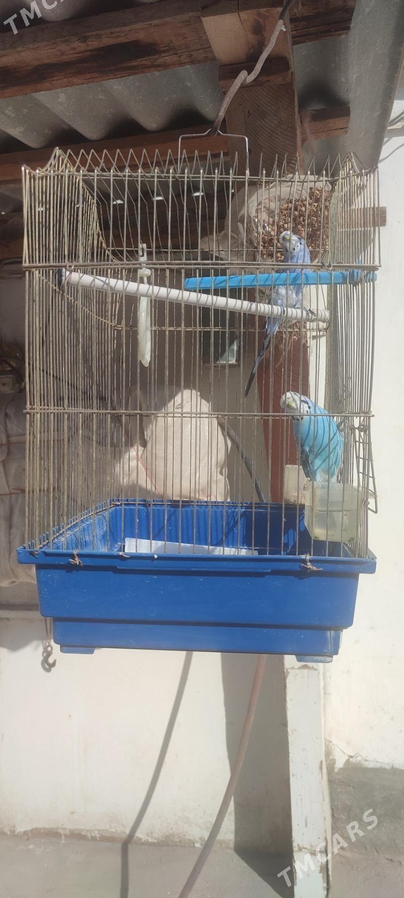 GUŞ - Теджен - img 3