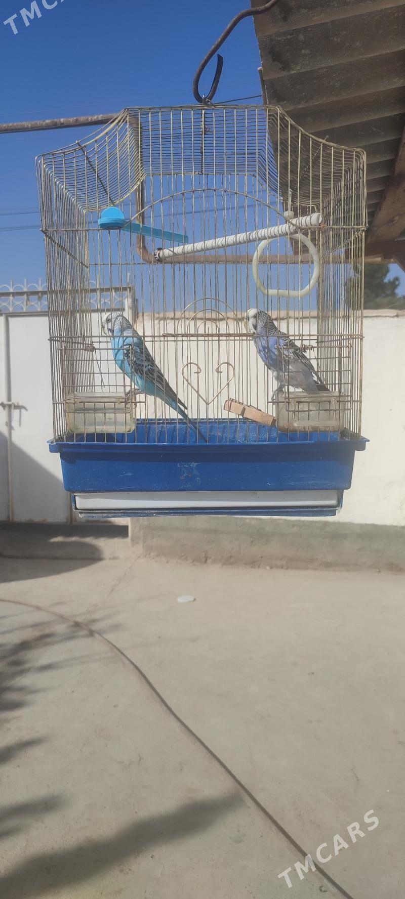 GUŞ - Теджен - img 1