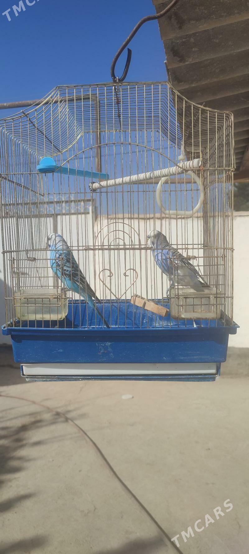 GUŞ - Теджен - img 2