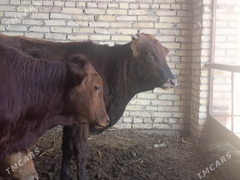 Meydan okuzlar - Dänew - img 1