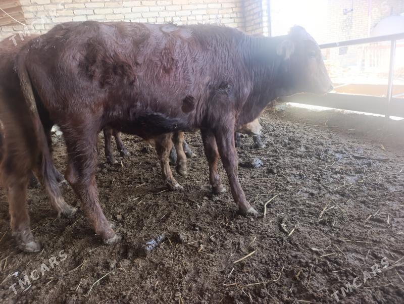 Meydan okuzlar - Dänew - img 2