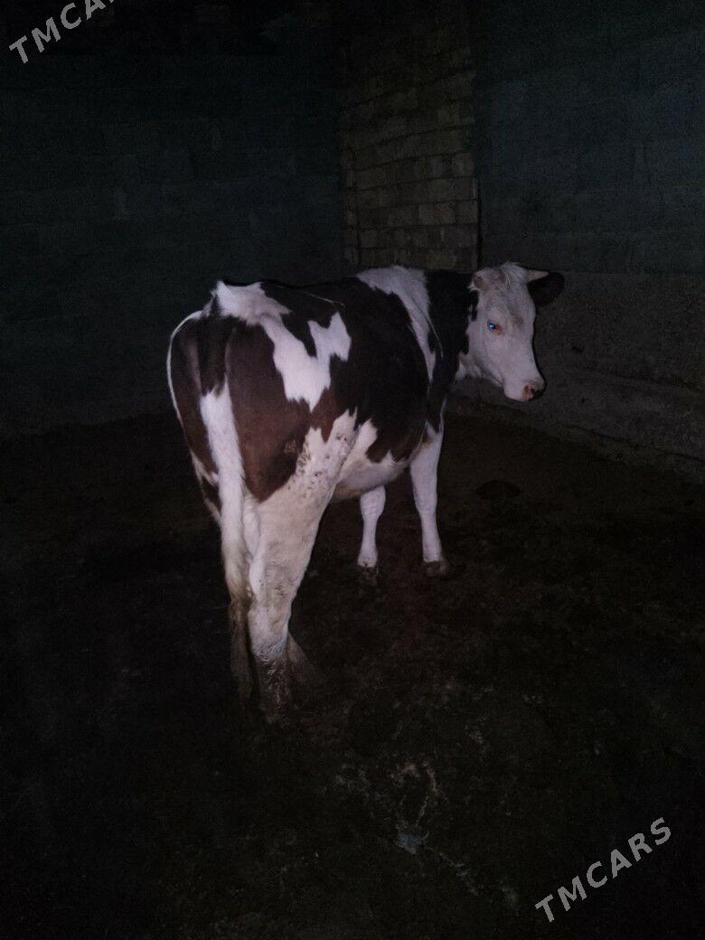 Okuz Tuwe - Ашхабад - img 2