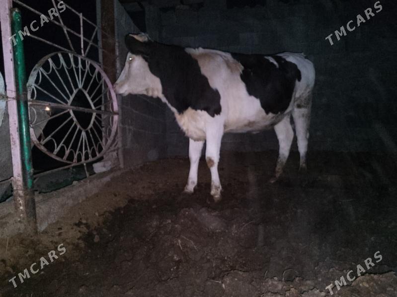 Okuz Tuwe - Ашхабад - img 1