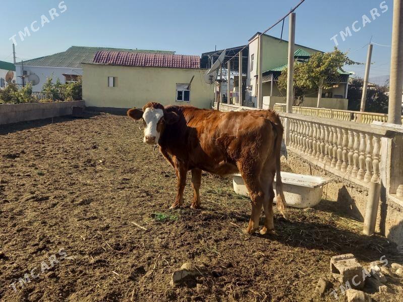 Sygyr - Aşgabat - img 1