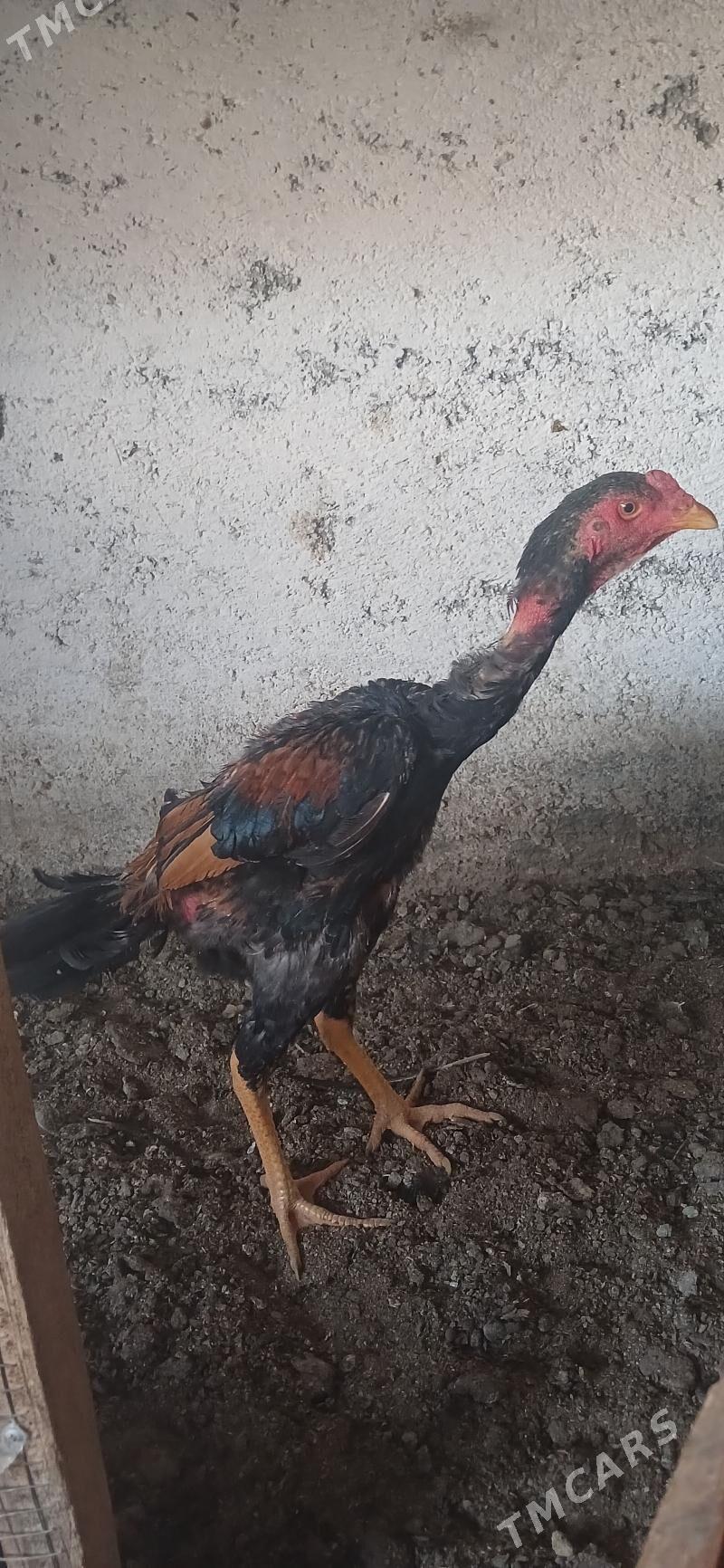 Horoz - Çoganly - img 1