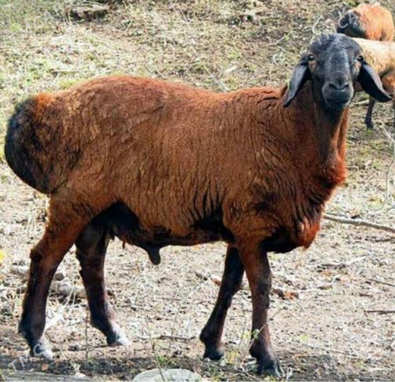 Gisar Goc - Туркменабат - img 1