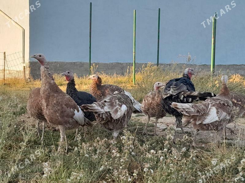 INDUK - Гёкдепе - img 9