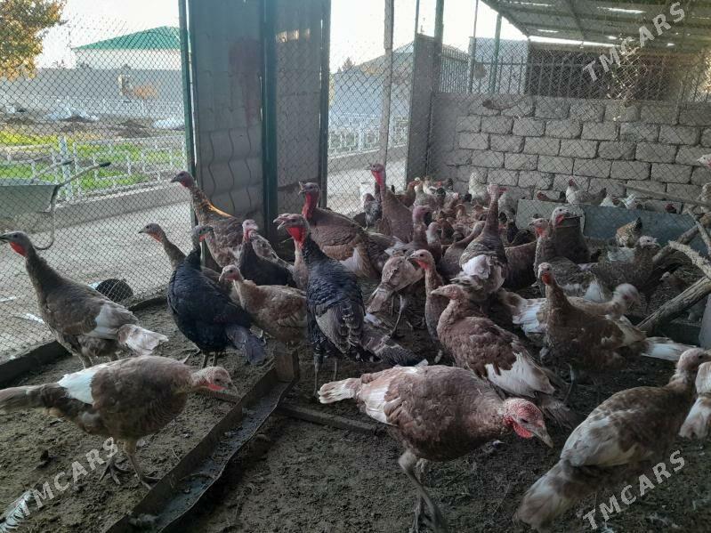 INDUK - Гёкдепе - img 6